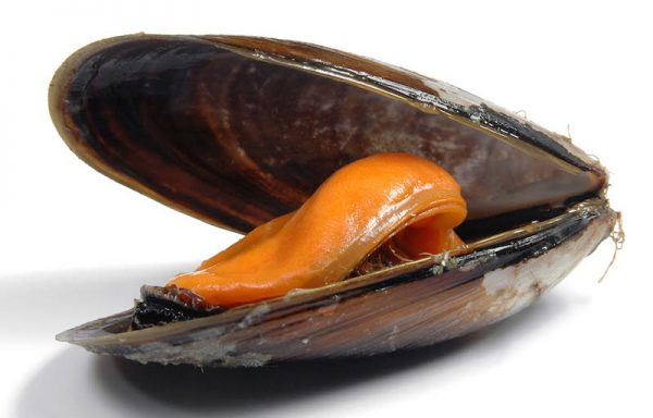 17. MUSSELS