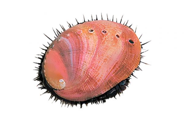 18. RED ABALONE