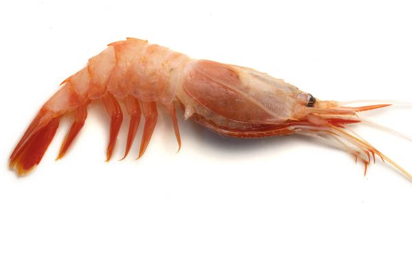 21. SHRIMPS