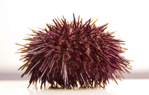 26. SEA URCHINS