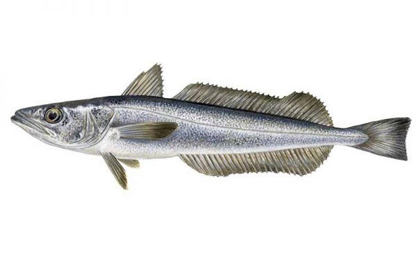 3. AUSTRAL HAKE / ESPAÑOLA