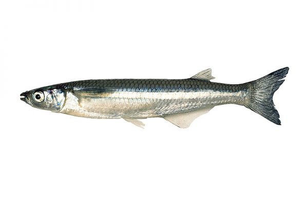 7. SMELT