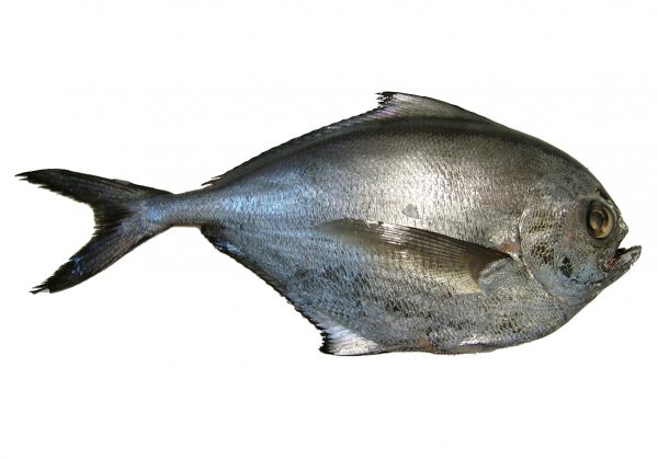 reineta