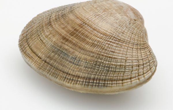 11. CLAM