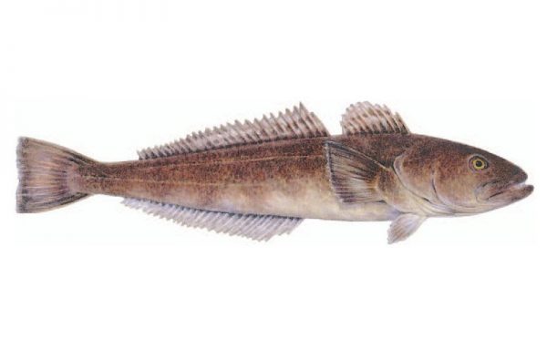 8. SEA BASS