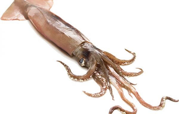 14. GIANT SQUID