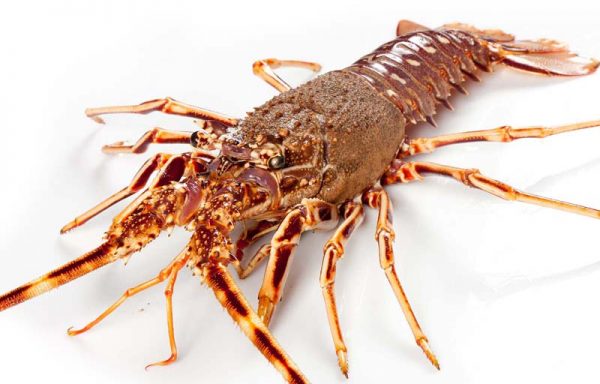 22. LOBSTER OF JUAN FERNÁNDEZ
