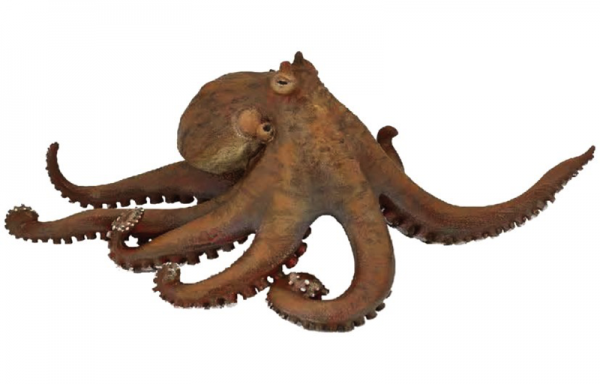 13. OCTOPUS