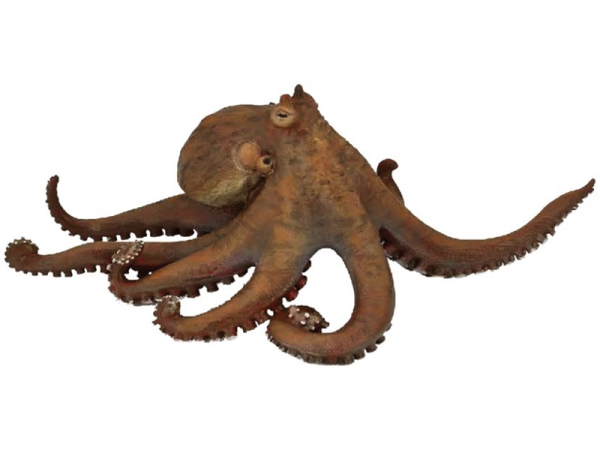 pulpo