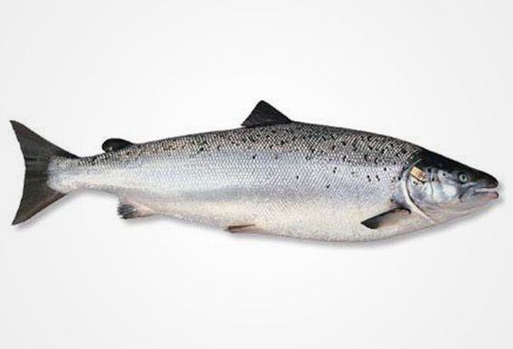 19. SALMON: Atlantic Salmon